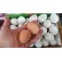 Zıplaya plastik yumurta toptan şaka malzemesi satışı