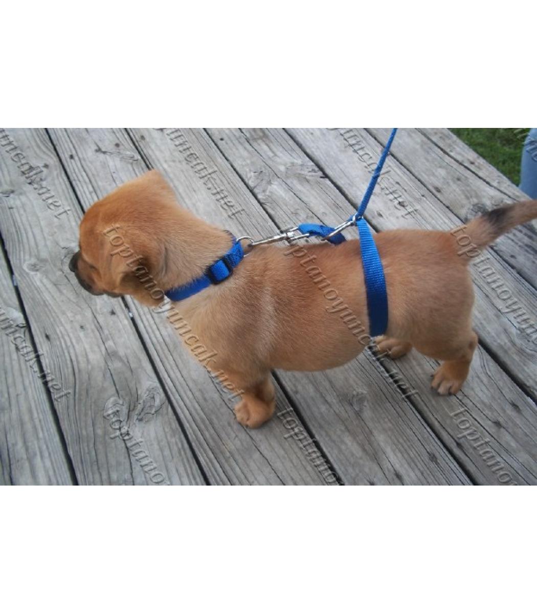 Kopek Egitim Tasmasi Instant Triner Leash Toptan Satis