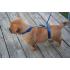 Köpek eğitim tasması instant triner leash toptan satış