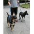 Köpek eğitim tasması instant triner leash toptan satış