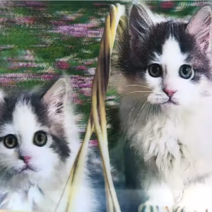 Kedi Resimli 3D Tablo Toptan