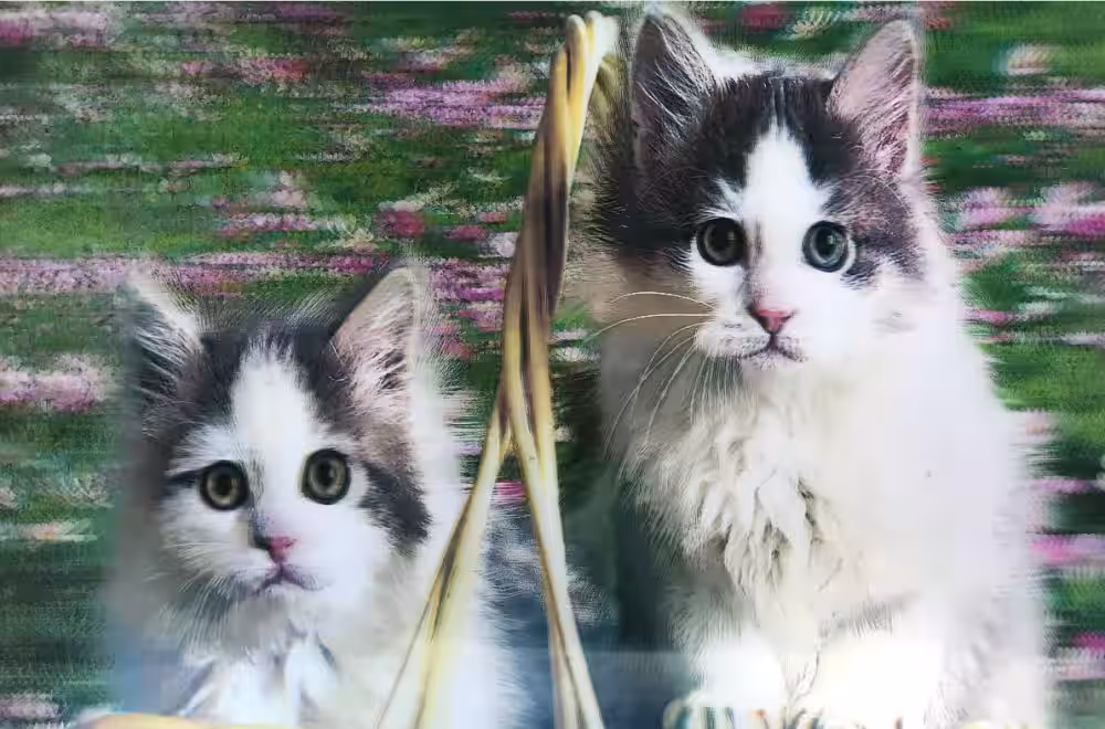 Kedi Resimli 3D Tablo Toptan