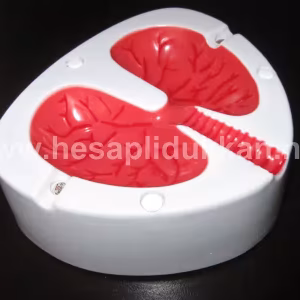 Öksüren Akciğer Küllük P342