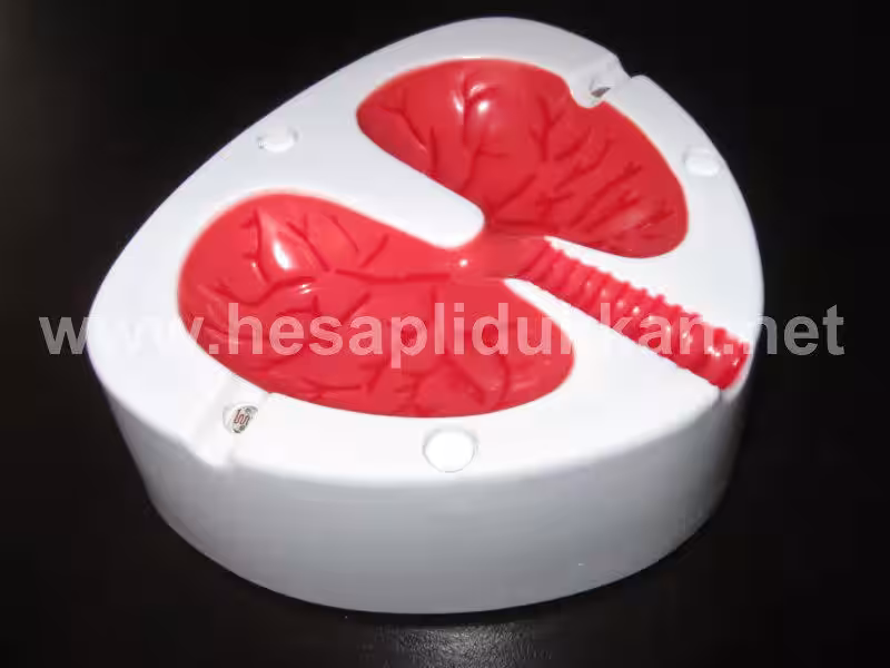 Öksüren Akciğer Küllük P342