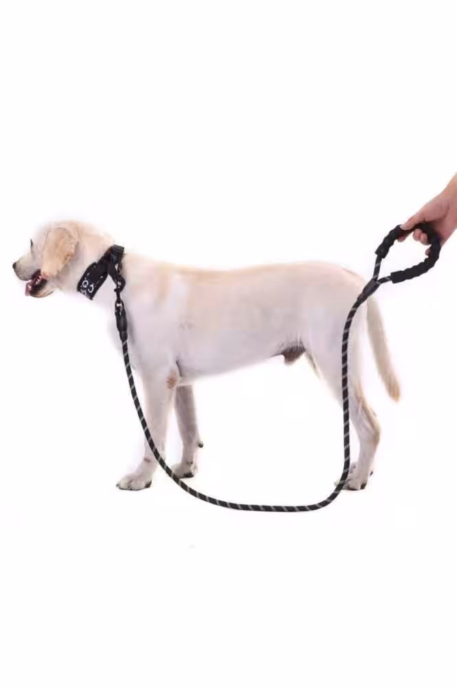 Reflektörlü Siyah Köpek Tasması Toptan