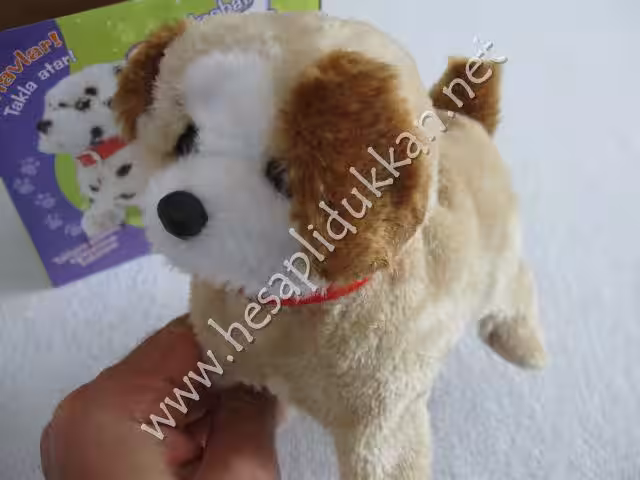 Takla atan havlayan ve yürüyen akrobat köpek P871
