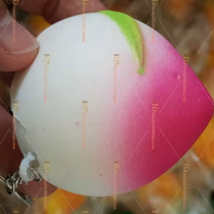 Tomurcuk gül Squishy