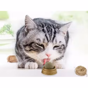 Toptan Kedi Nanesi Oyun Topu